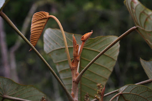 Cây Ba soi. Macaranga denticulata (Blume) - Cây Thuốc Nam Quanh Ta